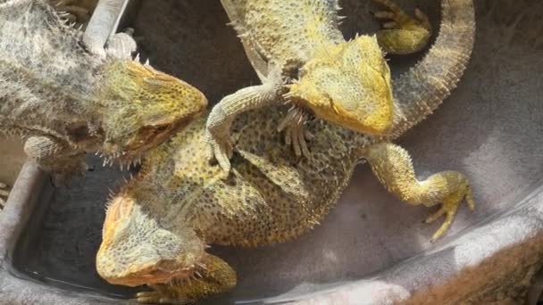 Lézards dragon barbu dans la piscine d'eau
 - Séquence, vidéo