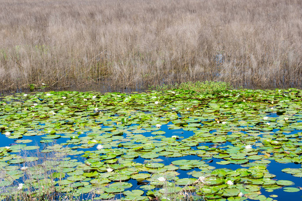 zarostlé jezero s lotosem a Reedem - Fotografie, Obrázek