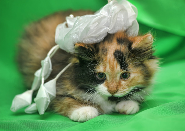 Cat with a decoration on the head - Fotó, kép