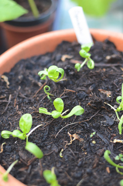 Home uprawiane organiczne sadzonki szpinaku obsadzone w doniczkach rośnie NAT - Zdjęcie, obraz