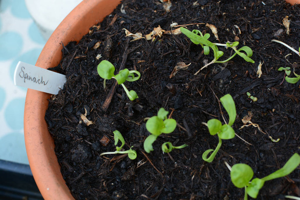 Home gegroeid biologische spinazie zaailingen geplant in potten groeien NAT - Foto, afbeelding