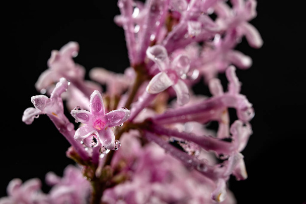A small wet lilac flower blossom in a magnification. Cute flower - Foto, Imagem