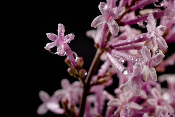 A small wet lilac flower blossom in a magnification. Cute flower - Φωτογραφία, εικόνα