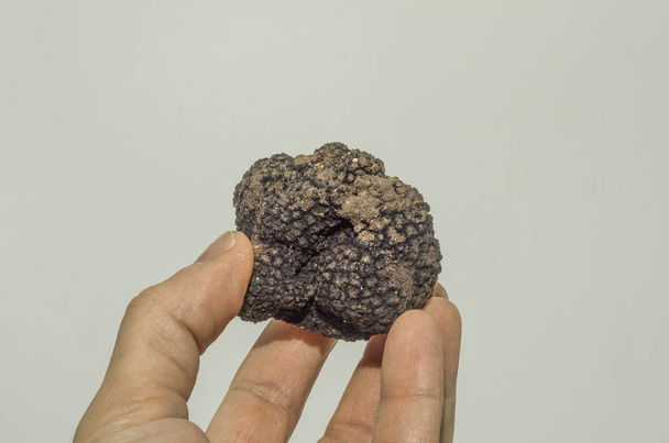 Spécimen de truffe noire au premier plan
 - Photo, image