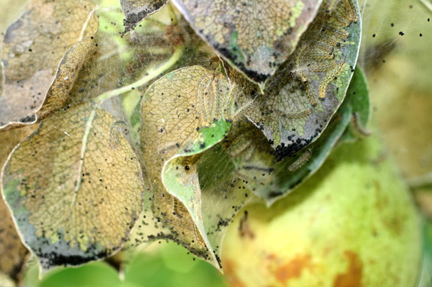 The leaves of the apple tree are affected by caterpillars. - Photo, Image