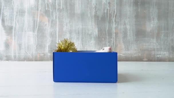 青い箱の中に座っているネズミ - 映像、動画