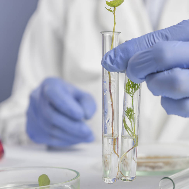 Scientist chemist working in lab to cannabis research. Man holding two test tube with leaves. Close up. - 写真・画像