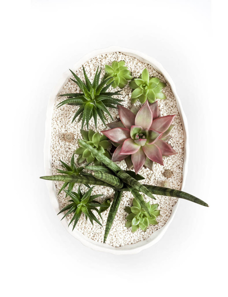 Panela de flor branca cerâmica com variedade de suculentas isoladas
 - Foto, Imagem