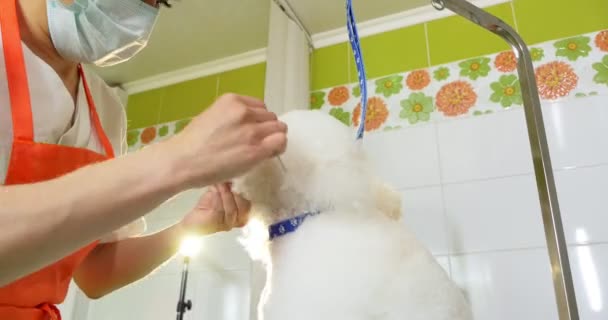 toilettage des chiens dans le salon. toiletteur professionnel de chien. Belle jeune femme faisant coiffure pour chien
 - Séquence, vidéo