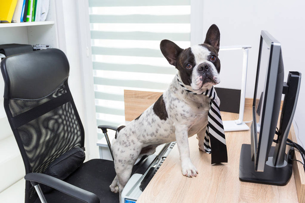 Französische Bulldogge arbeitet am Computer im Büro - Foto, Bild