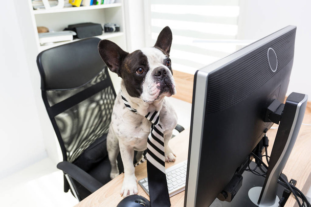 Bulldog francese lavora al computer in ufficio - Foto, immagini