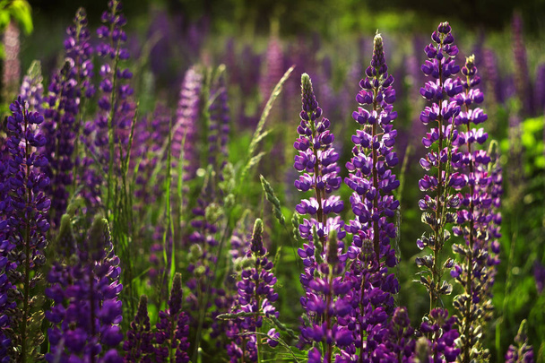 野原にはたくさんの紫色のルビンが咲く。春の流れのグレード - 写真・画像