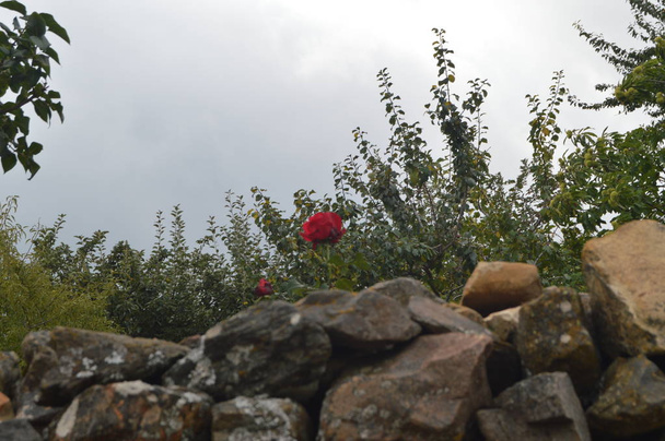 Yksinäinen punainen ruusu pelloilla Valverde De Los Arroyosissa. 18. lokakuuta 2013. Valverde De Los Arroyos, Black Village, Guadalajara, Castilla La Mancha, Espanja. Maaseutumatkailu, historia
 - Valokuva, kuva