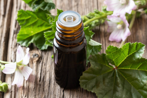 A bottle of mallow essential oil with fresh malva neglecta plant - Photo, Image