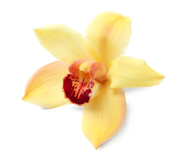 Beautiful tropical orchid flower on white background - Foto, afbeelding