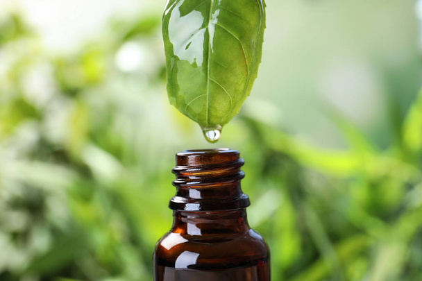 Essential oil dripping from basil leaf into glass bottle on blurred background, closeup - Foto, afbeelding