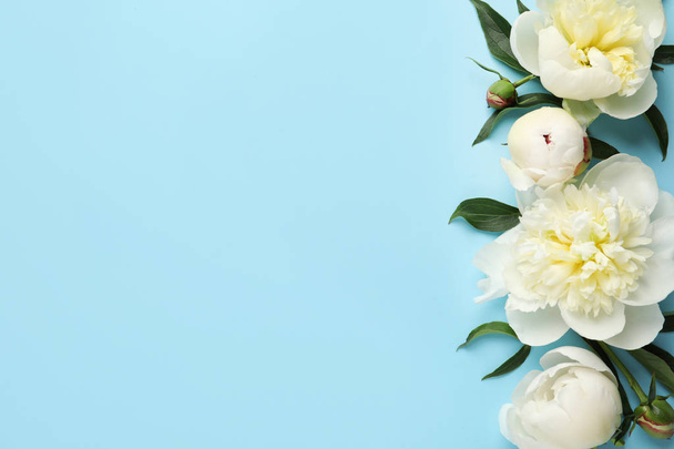 Fragrant peonies on color background, flat lay with space for text. Beautiful spring flowers - Foto, afbeelding
