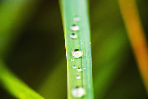 Water drops on fresh green leaf - Foto, immagini