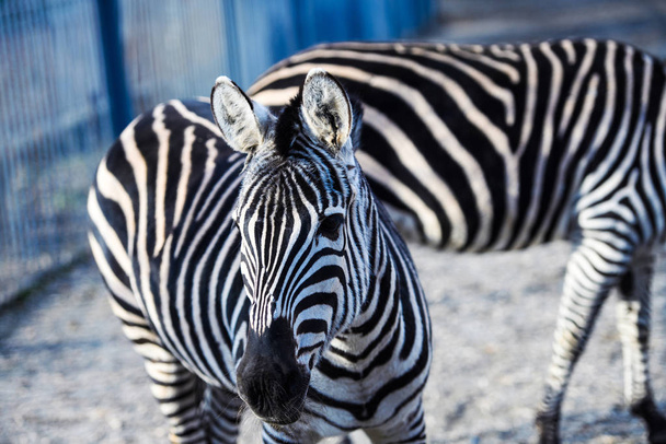 zebra - Foto, imagen