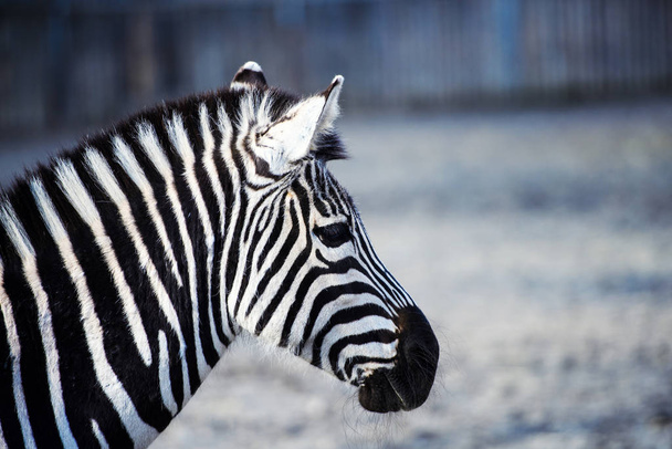 zebra - Foto, Imagem