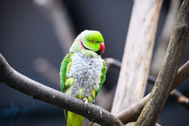 Cute adorable parrot, selective focus - Φωτογραφία, εικόνα