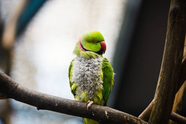 Cute adorable parrot, selective focus - 写真・画像