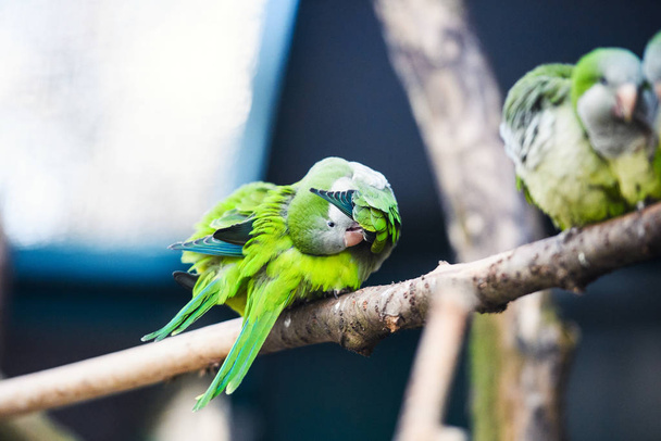 Cute adorable parrot, selective focus - Foto, imagen