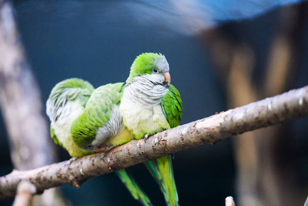 Cute adorable parrot, selective focus - Φωτογραφία, εικόνα