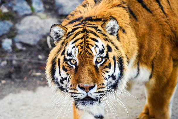 Beautiful Amur tiger on background - Fotografie, Obrázek
