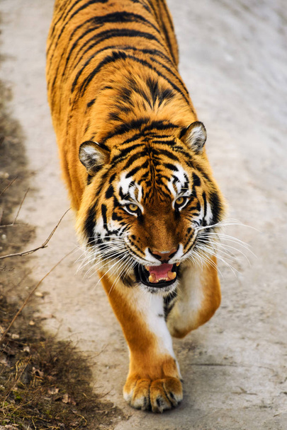 Beautiful  tiger animal on background - Foto, Imagem