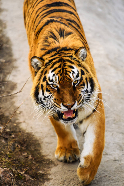 Beautiful  tiger animal on background - Foto, imagen