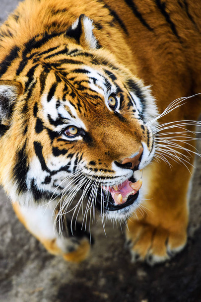 Beautiful  tiger animal on background - Фото, зображення