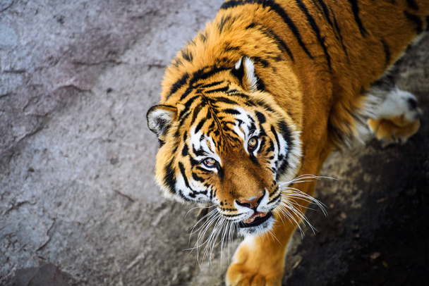 Beautiful  tiger animal on background - Photo, Image