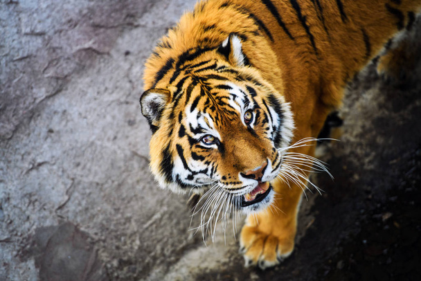 Bel animal tigre sur fond
 - Photo, image