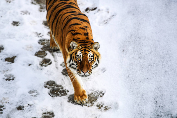 Beautiful Amur tiger on snow. Tiger in winter forest - Valokuva, kuva