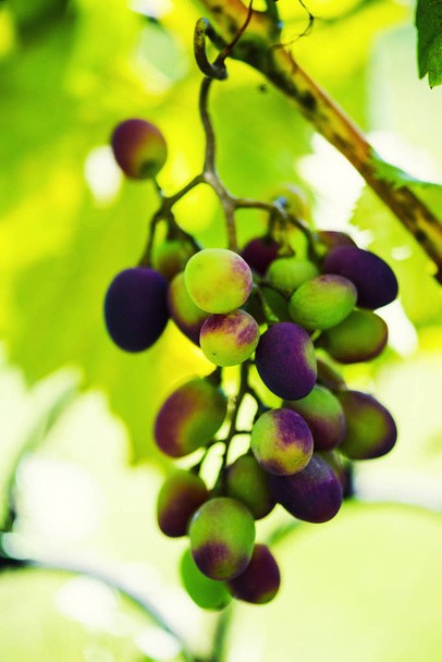Vine and bunch of white grapes in garden - Fotoğraf, Görsel