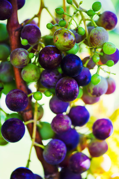 Vine and bunch of grapes in garden - Fotoğraf, Görsel