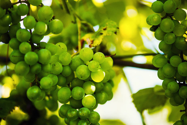 Vine and bunch of white grapes in garden - Foto, Bild