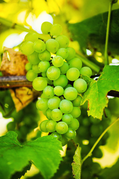 Vine and bunch of white grapes in garden - Fotoğraf, Görsel