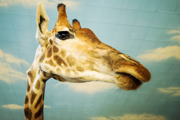 scenic view of cute giraffe at nature - Zdjęcie, obraz