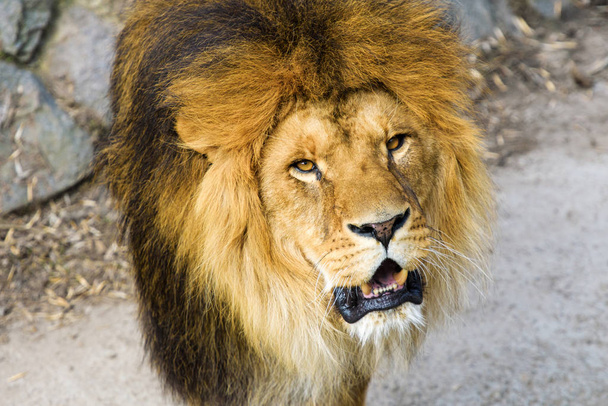 Beautiful Mighty Lion - Photo, Image