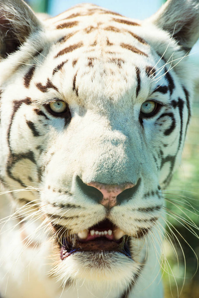 Beautiful  tiger animal on background - Photo, Image