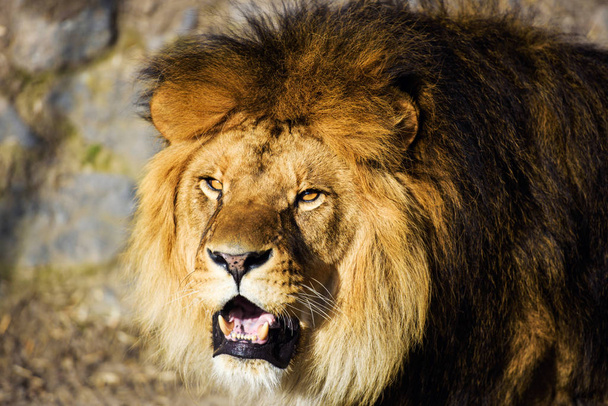 Krásné mocného lva - Fotografie, Obrázek