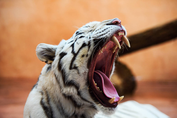 White Bengal tiger roaring - Fotografie, Obrázek