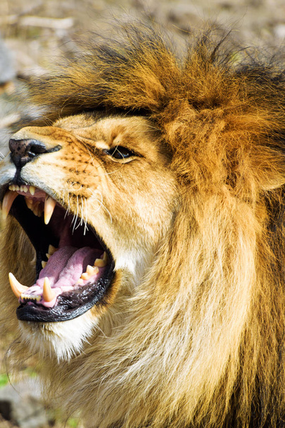 Hermoso león poderoso
 - Foto, Imagen
