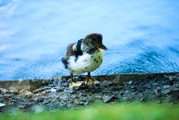 duckling on green grass - Fotó, kép