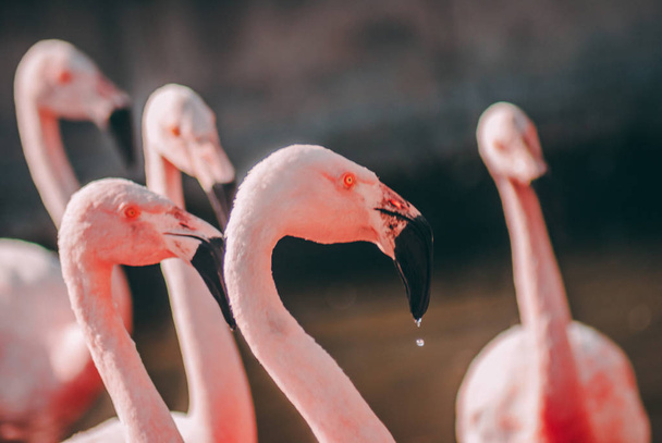 Close up extravagante do Flamingo - Foto, Imagem