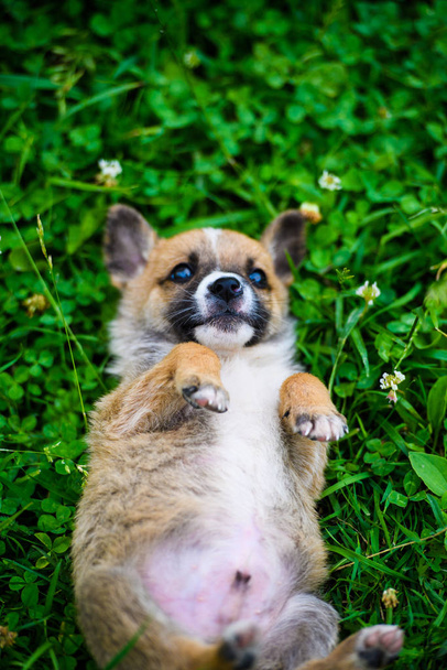 милый щенок на зеленой траве - Фото, изображение