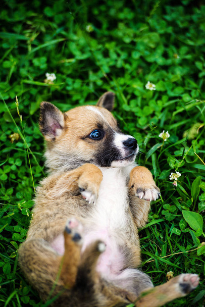 puppies playing on green grass - Fotó, kép