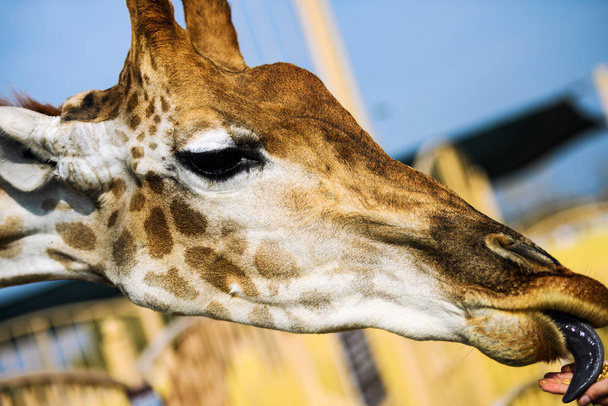 malerischer Blick auf die niedliche Giraffe in der Natur - Foto, Bild